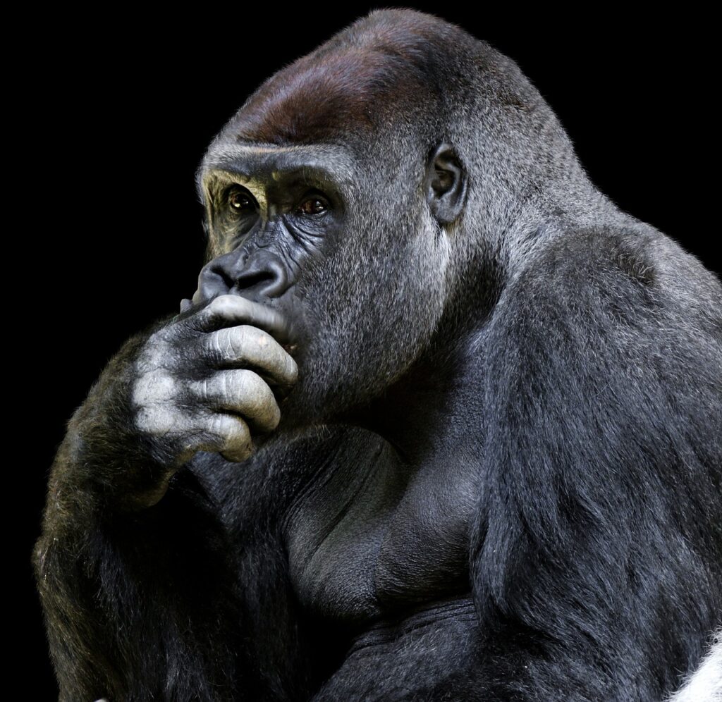 Orangutan Pensando