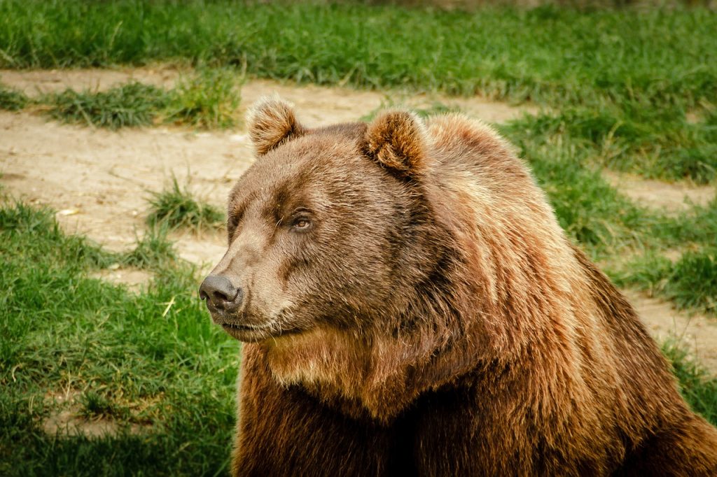 Oso