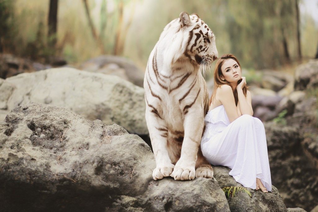 Tigre
