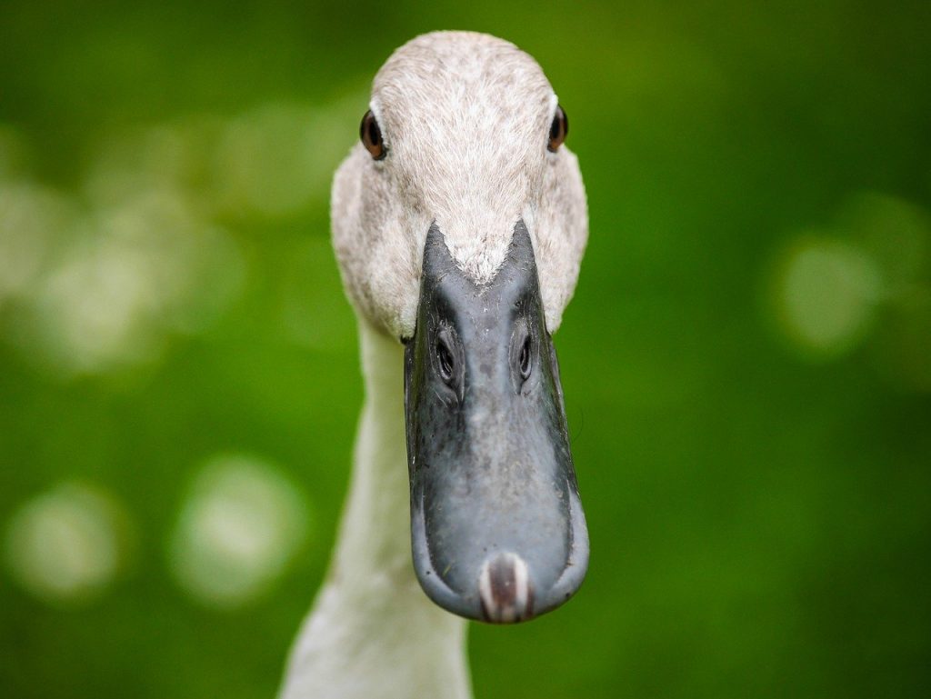 Pato full stack