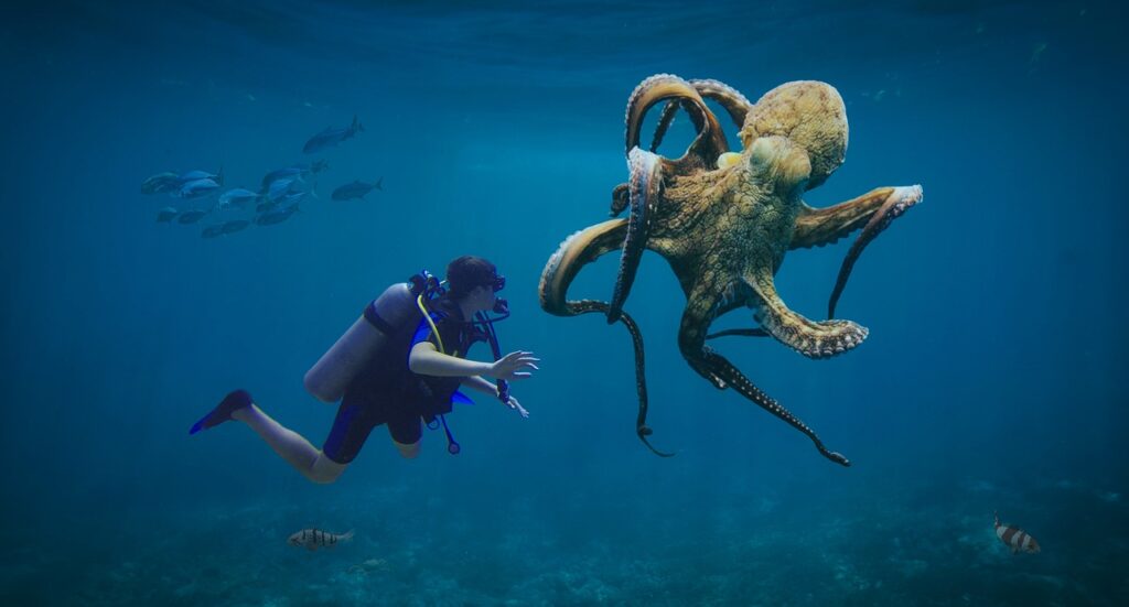 Pulpo