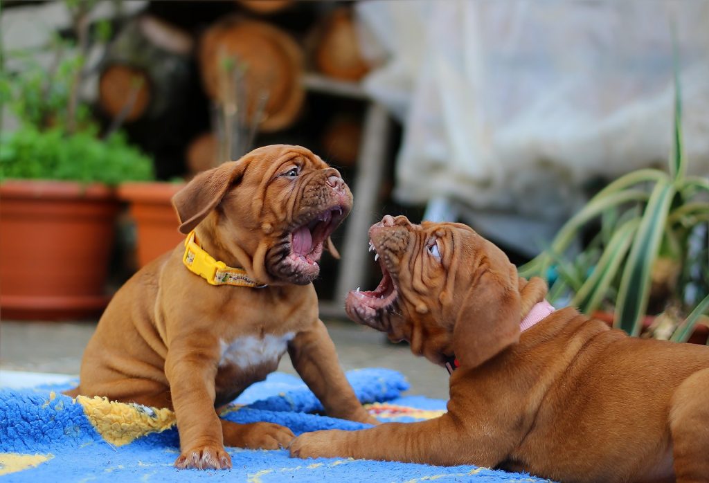 Pelea de perros