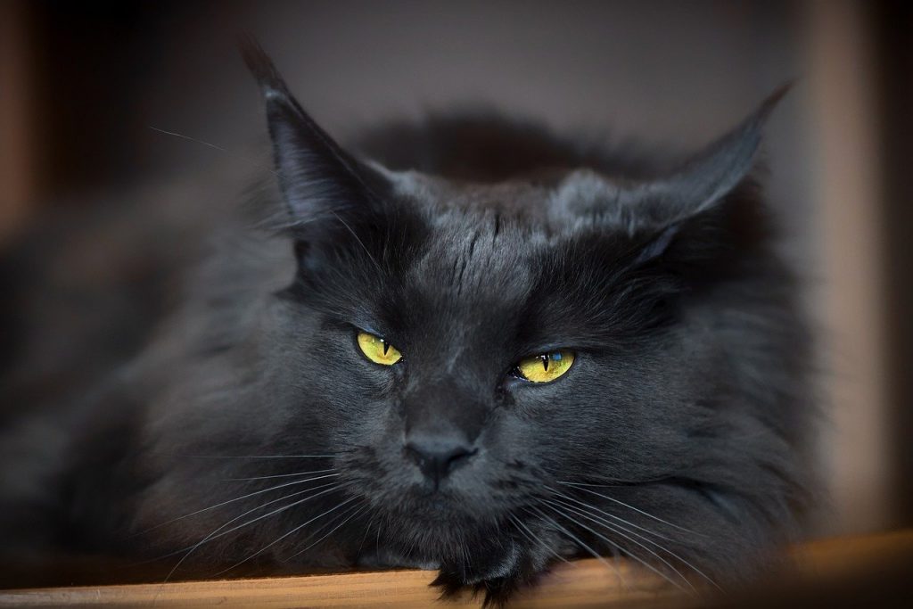 Gato Negro
