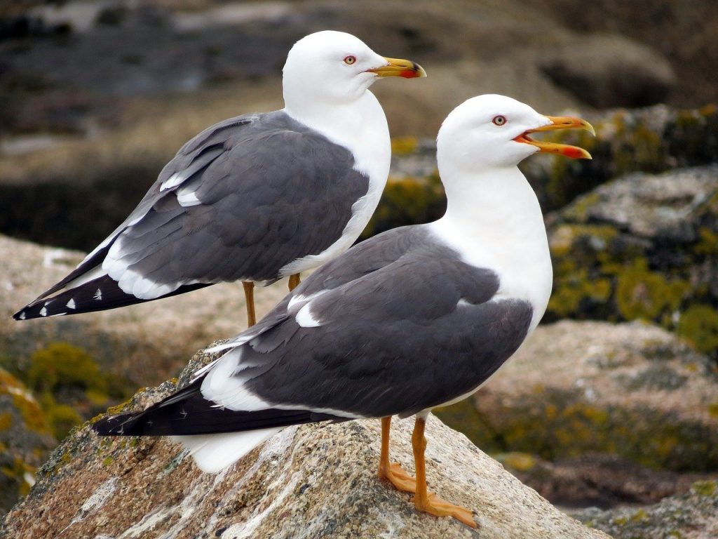 Respaldo de Gaviotas