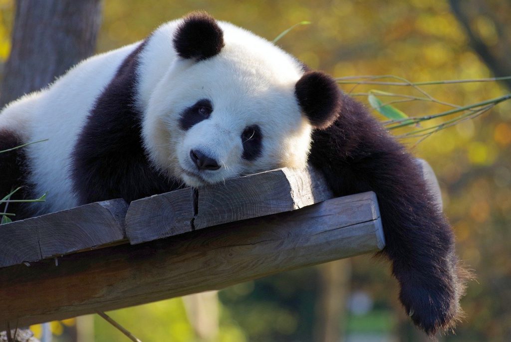 Panda Soporte