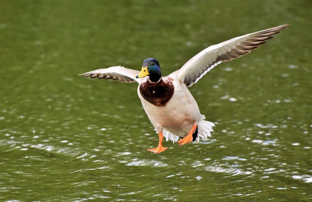 Pato landing