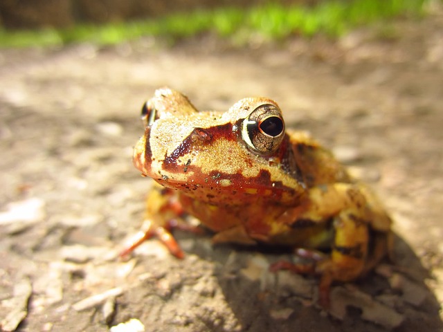 Rana
