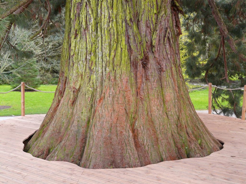 Sequoia