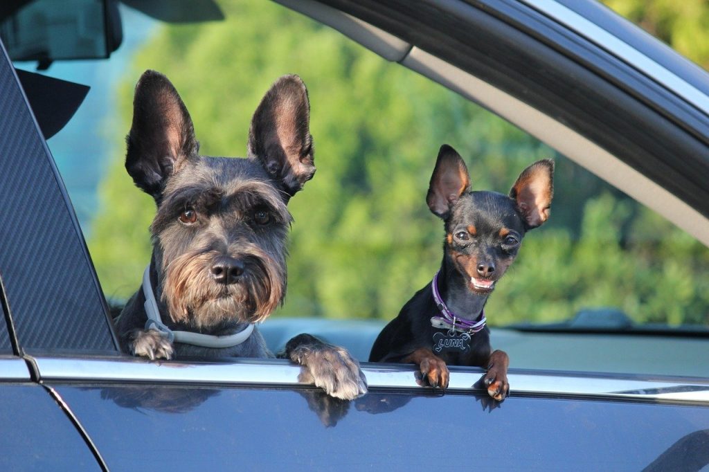 Dos perritos en un coche